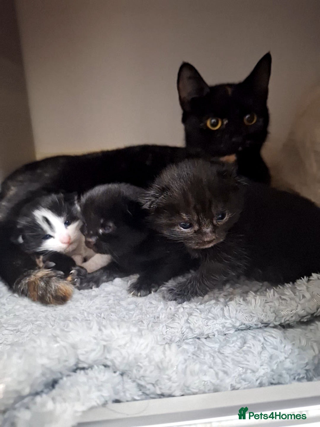 Mixed Breed cats for sale: Two fluff ball girls - Advert 1