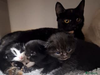 Mixed Breed cats Two fluff ball girls - Advert 17