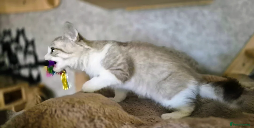 Munchkin cats for sale: Munchkin × British Longhair  - Advert 4