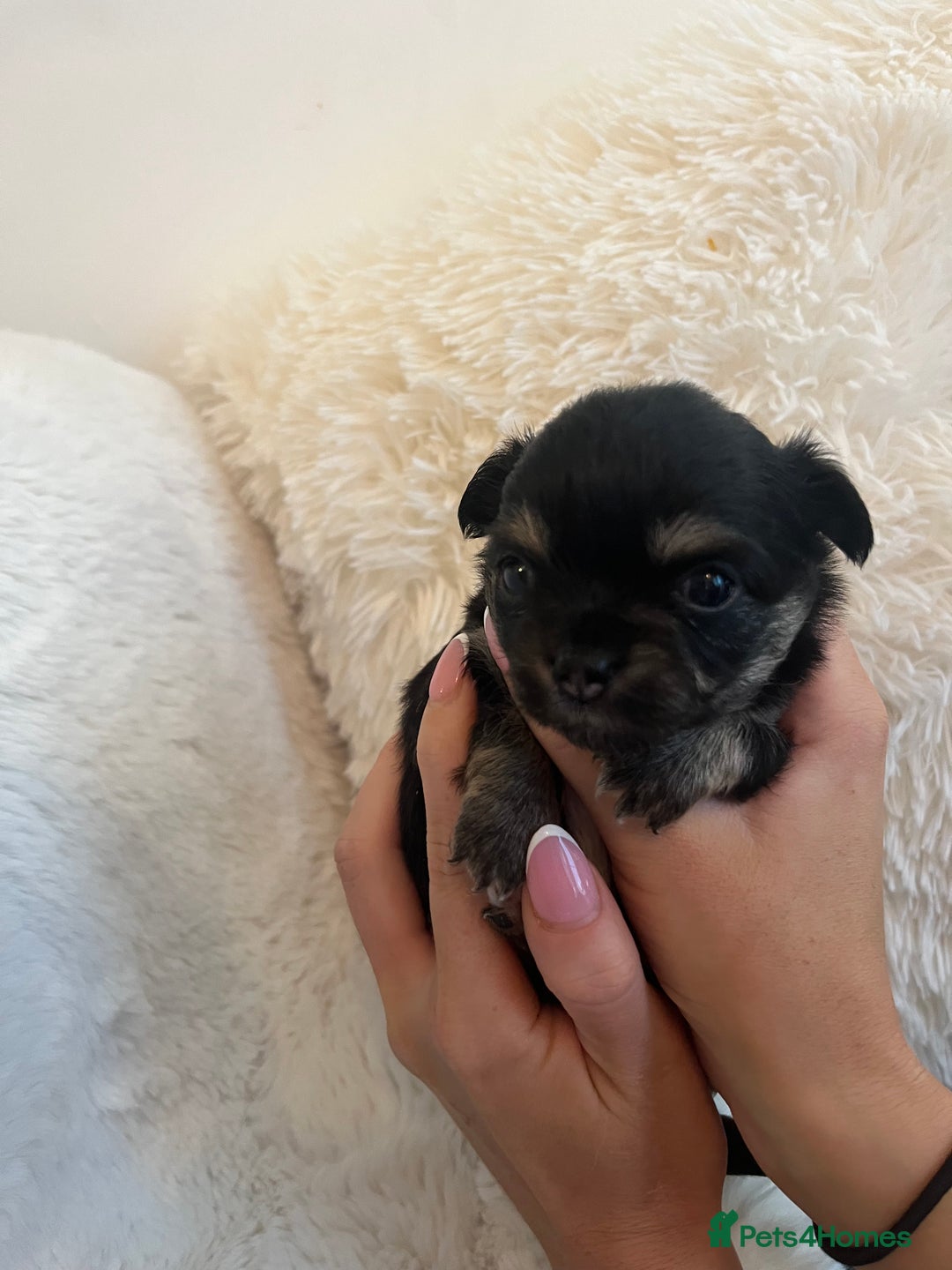 Chihuahua dogs for sale: Long haired chihuahua puppies - Image 2