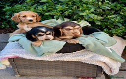 Cocker Spaniel dogs for sale: 3boys only  show type cocker spaniel puppies in Market Drayton - Image 28