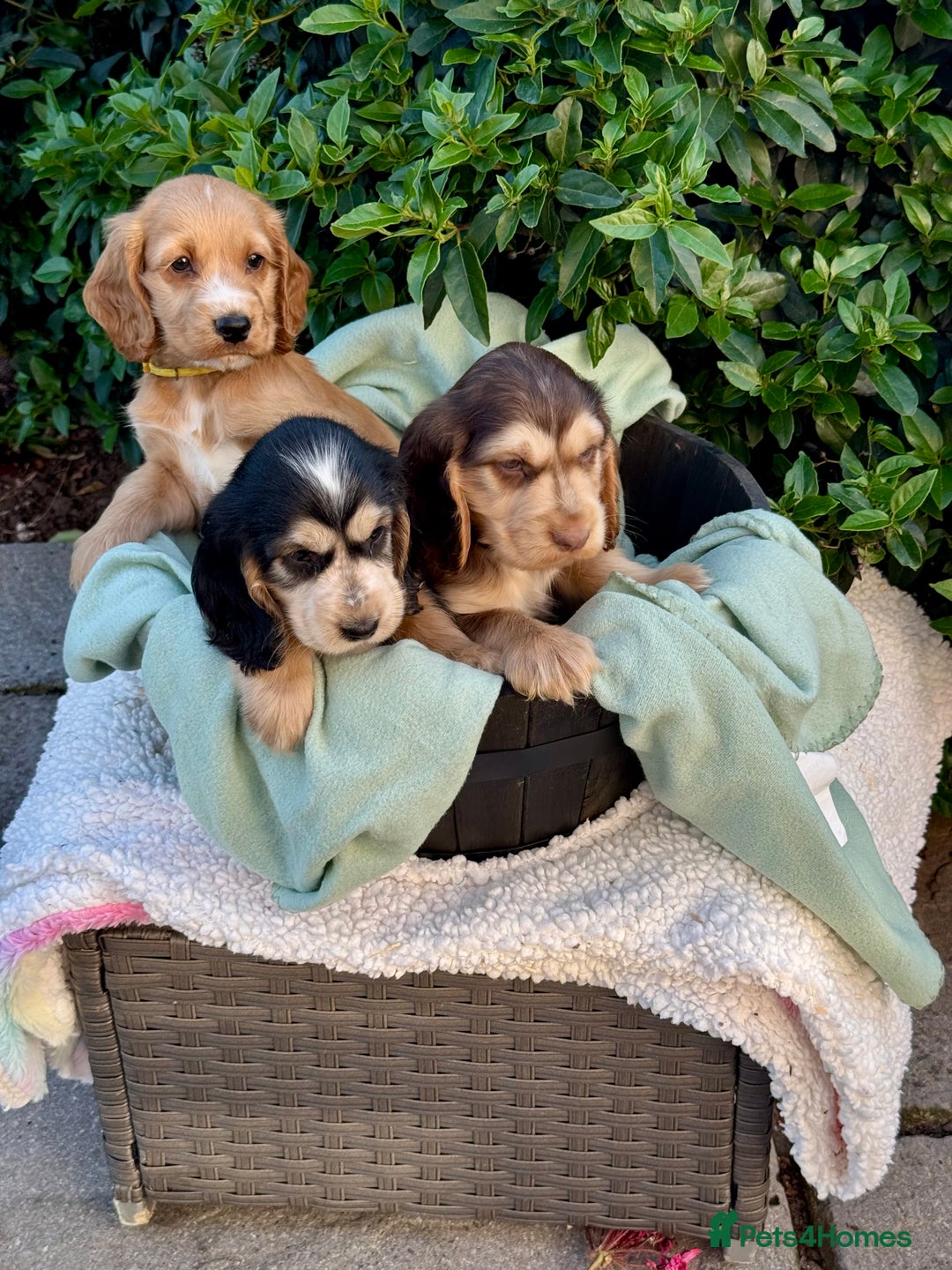 Cocker Spaniel dogs for sale: 3boys only  show type cocker spaniel puppies in Market Drayton - Image 28