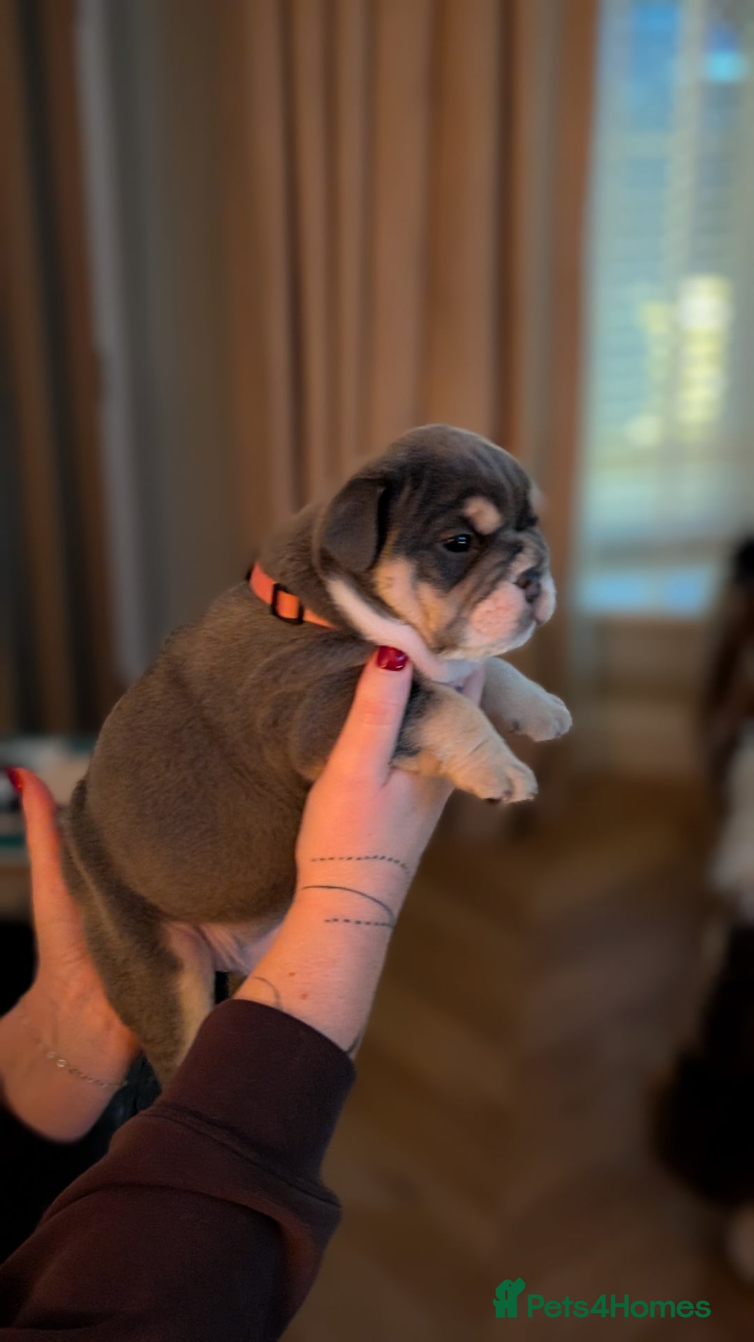 English Bulldog dogs for sale: Kc reg english bulldog female  - Advert 1