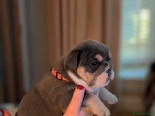 English Bulldog dogs Kc reg english bulldog female - Advert 18