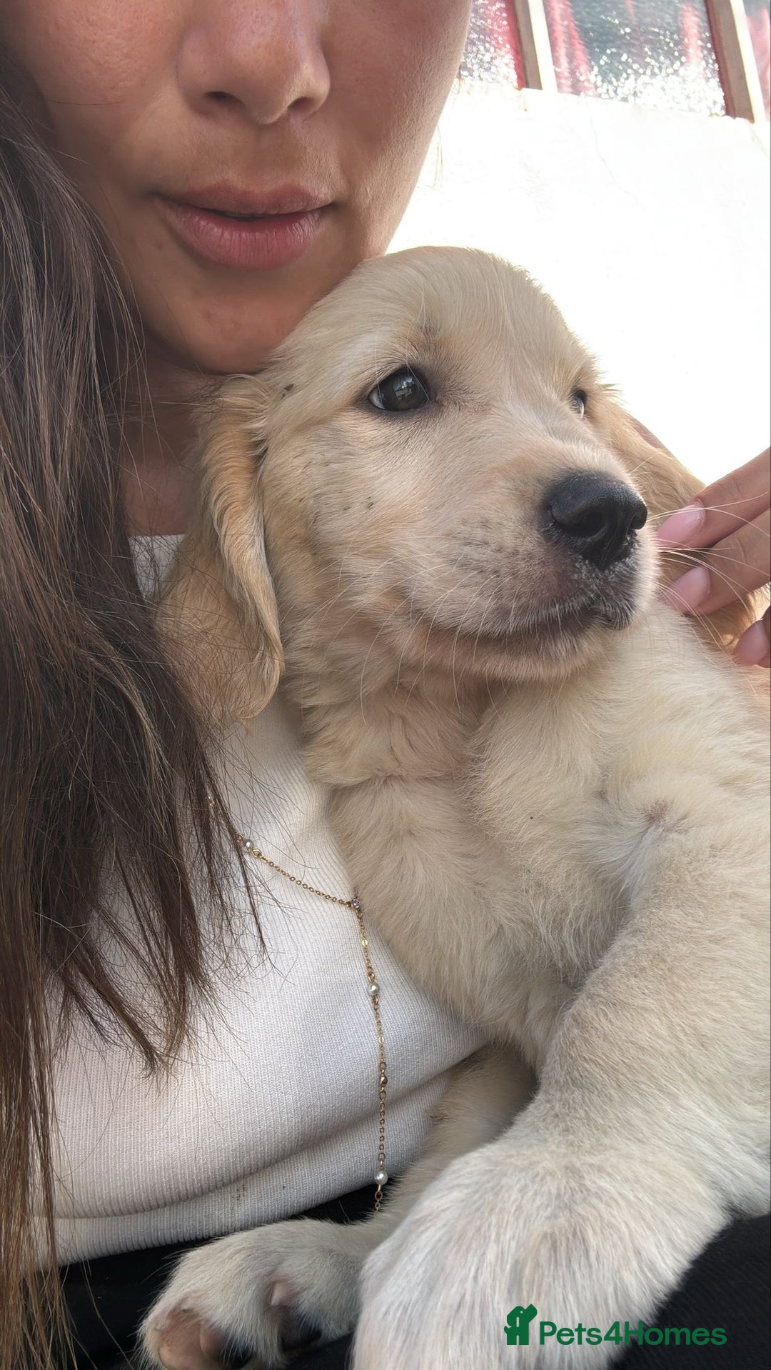 Golden Retriever dogs for sale: Chunky Golden Retriver pups with cream coats - Image 8