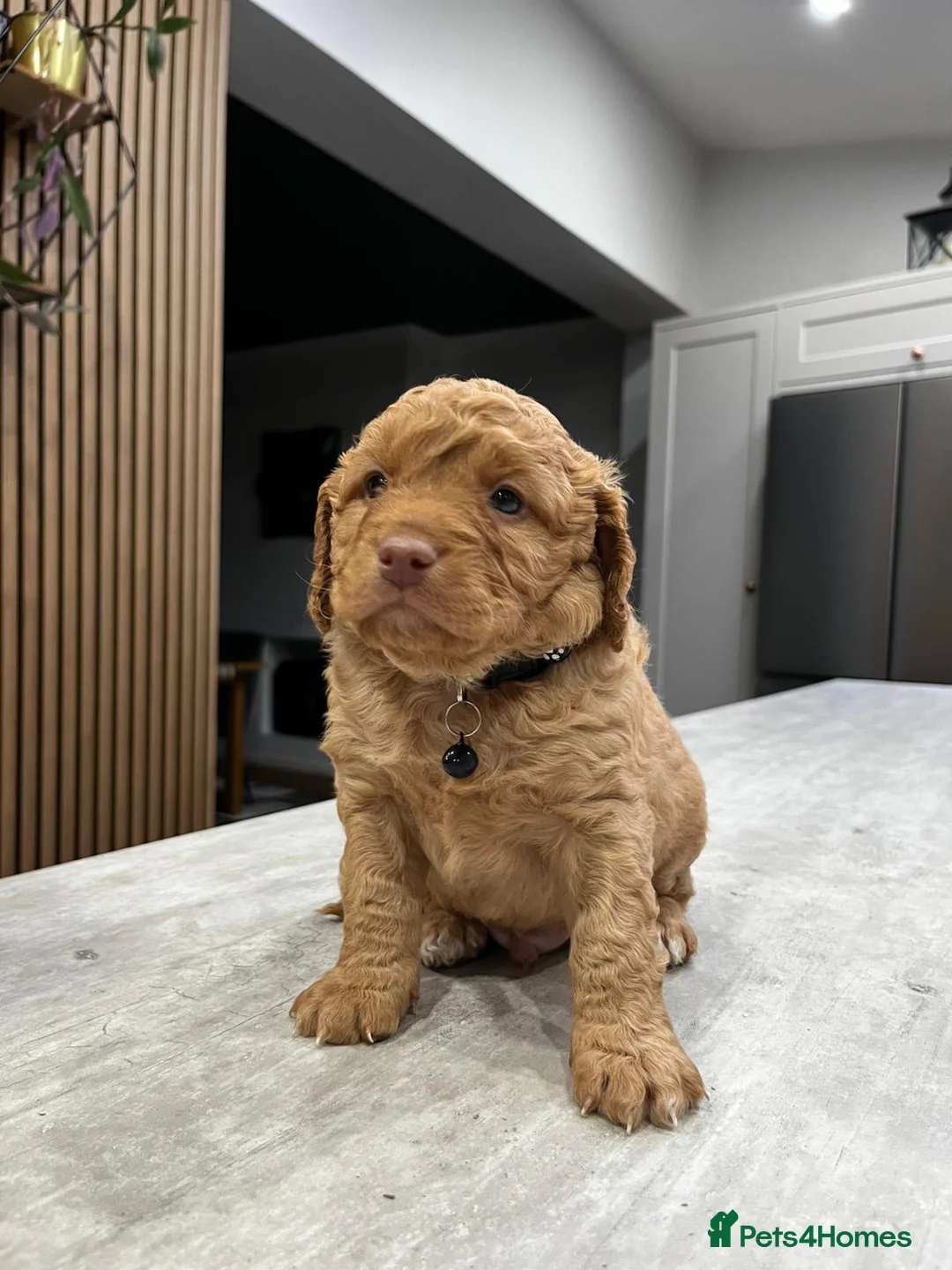 Cockapoo dogs for sale: Cockapoo puppies - Advert 16