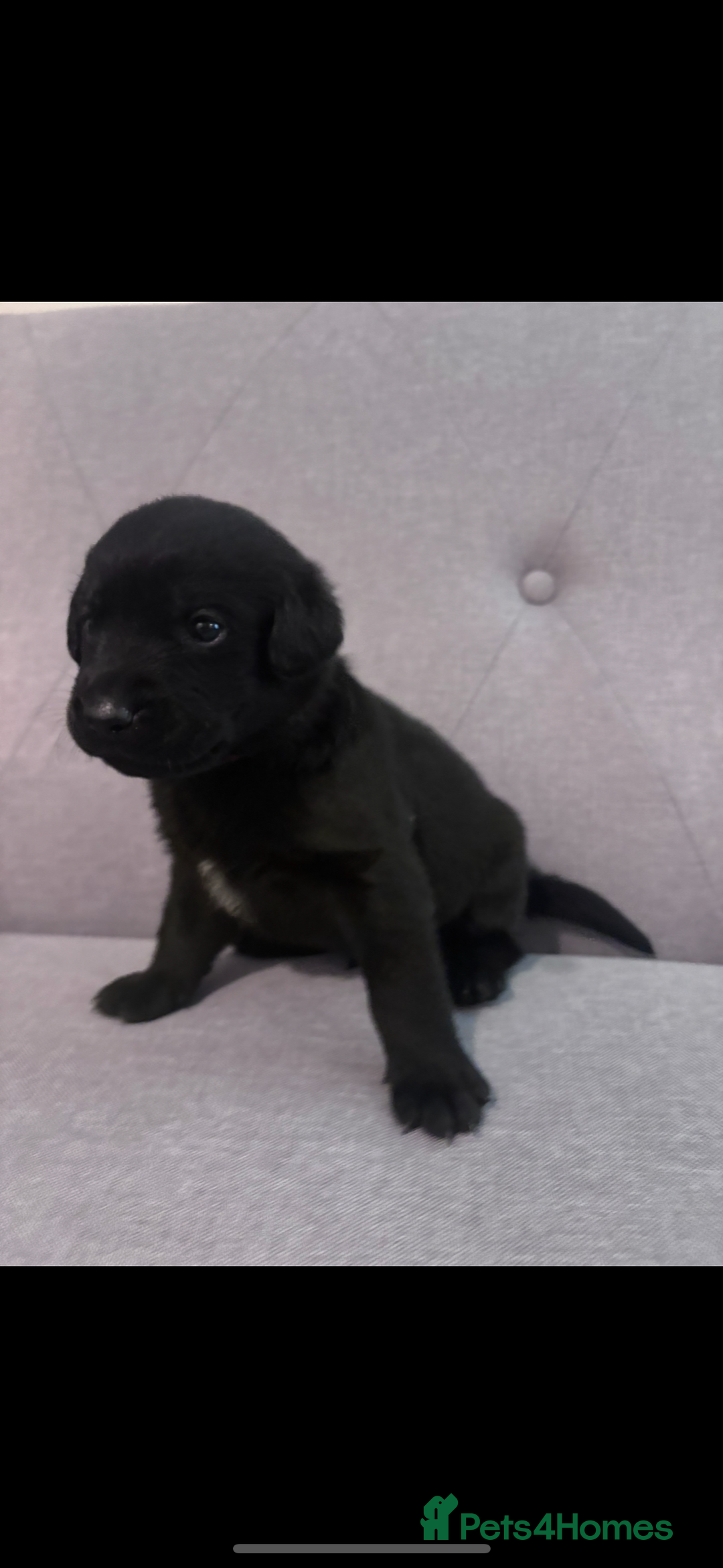 Labrador Retriever dogs for sale: Labrador puppies - Advert 6