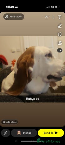 Basset Hound dogs - Advert 1