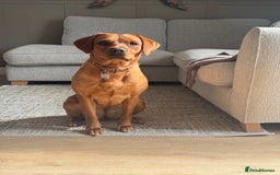 Labrador Retriever dogs for sale: Labrador retriever and Golden retriever  - Image 2