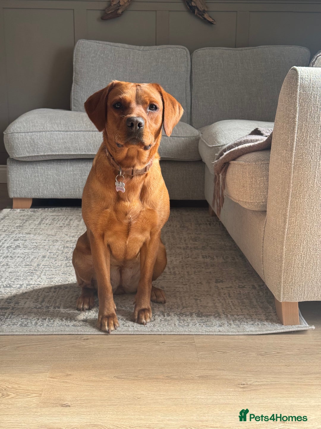 Labrador Retriever dogs for sale: Labrador retriever and Golden retriever  - Image 2