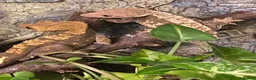 Gecko reptiles for sale: Baby Crested Gecko and Full set up - Advert 6