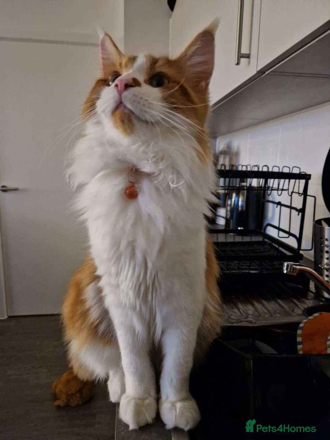 Maine Coon cats for sale: 2 year old main coon  - Advert 4
