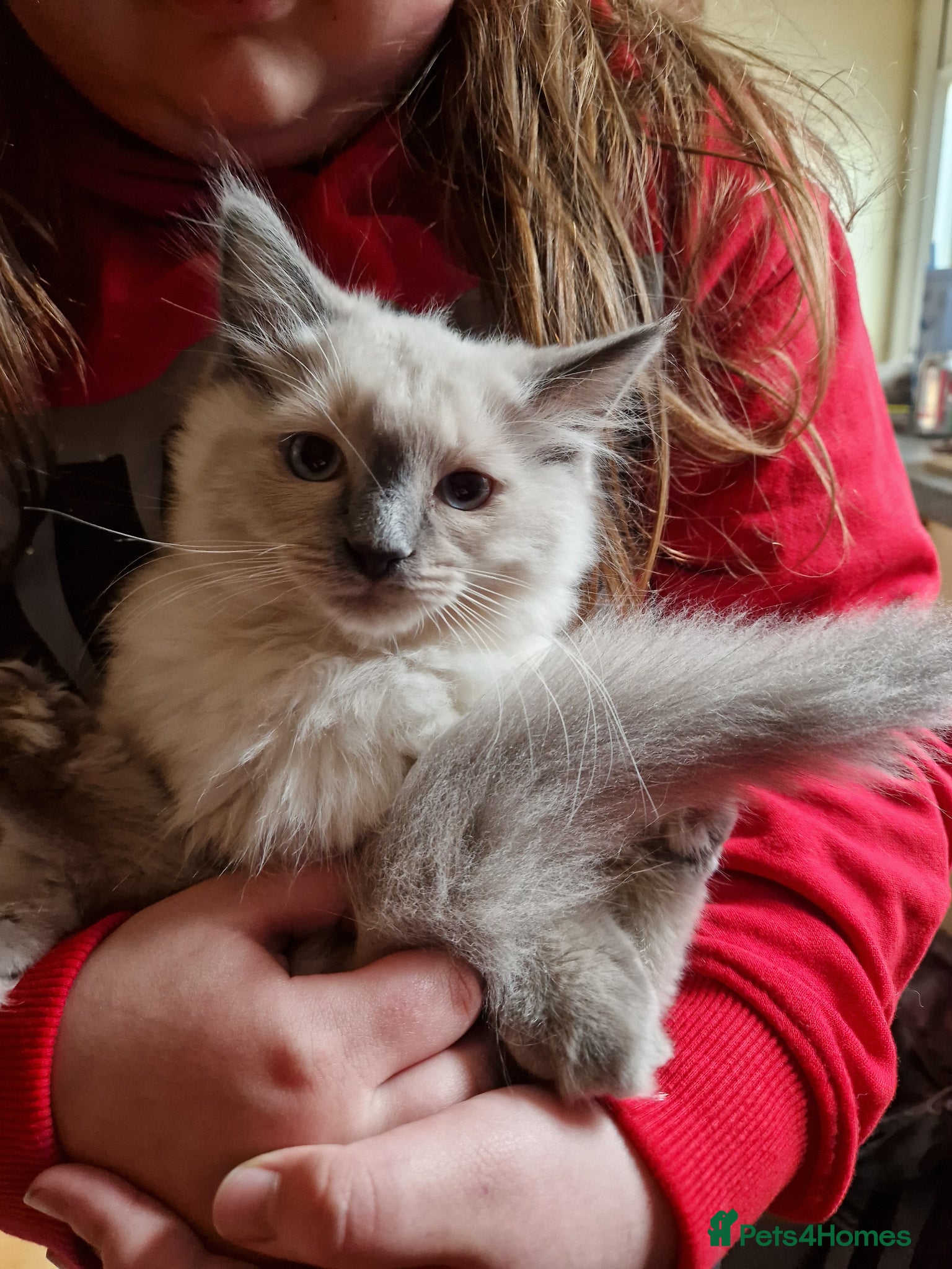 Ragdoll cats Boy and girl ragdolls - Advert 1