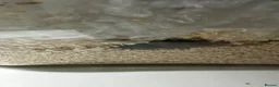 Mouse rodents for sale: Beautiful mice - Advert 3
