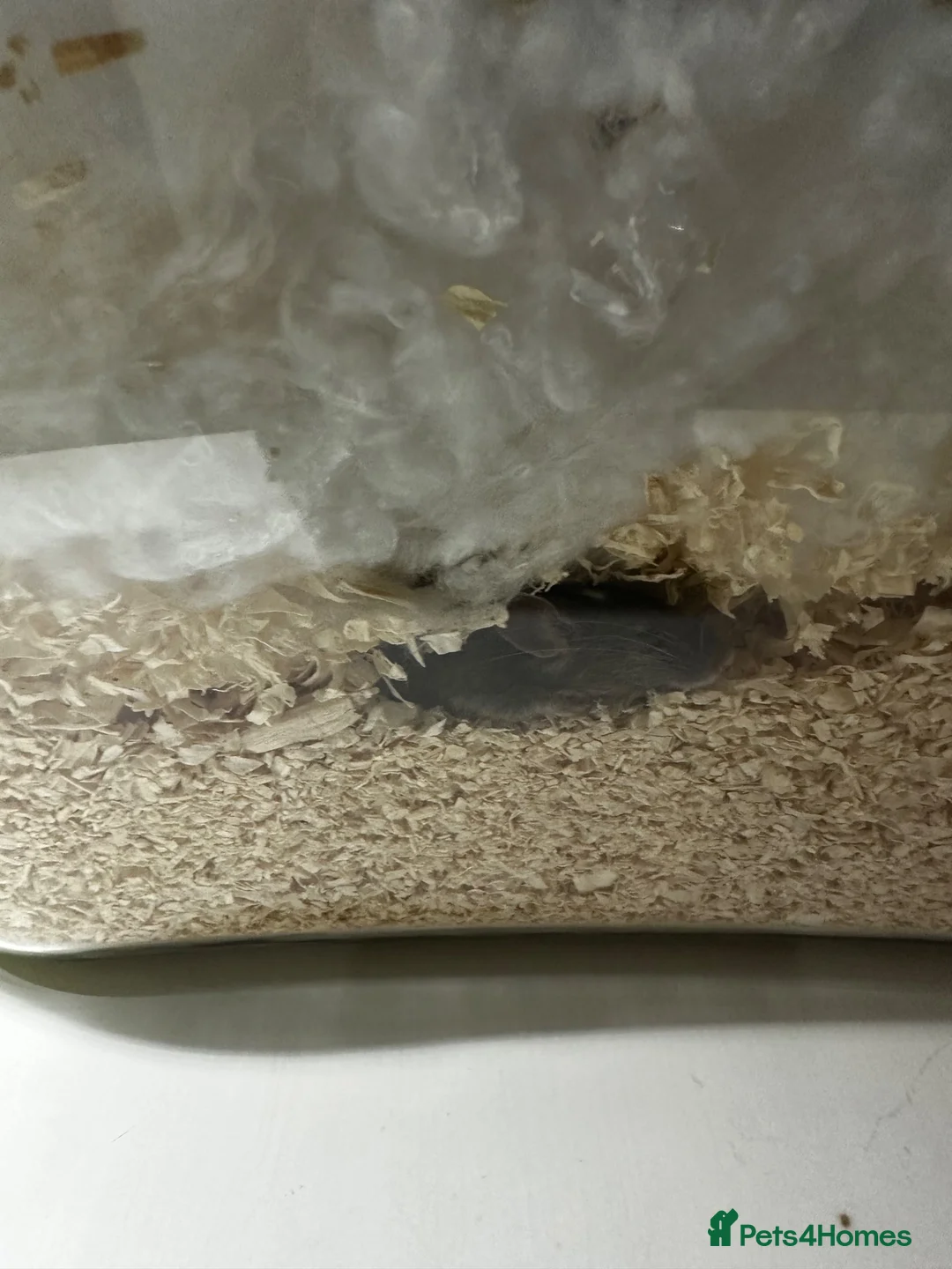 Mouse rodents for sale: Beautiful mice - Advert 3