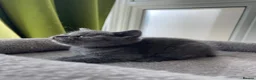 British Shorthair cats for sale: Beautiful British Kittens 🍂 - Advert 28