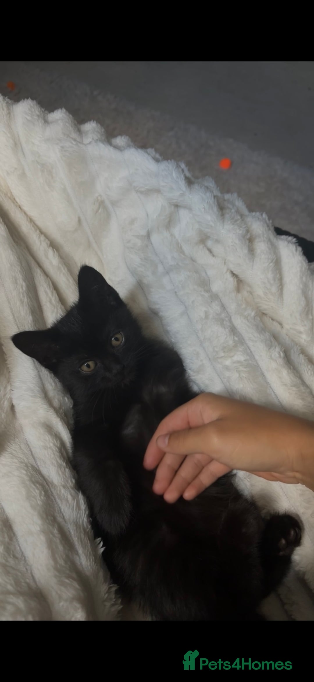 Mixed Breed cats for sale: beautiful baby boy kitten  - Image 3