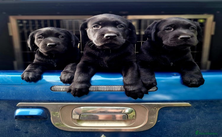Labrador Retriever dogs - Advert 8