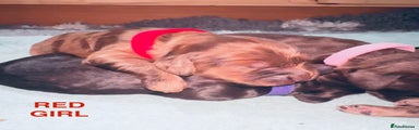 Red Girl
