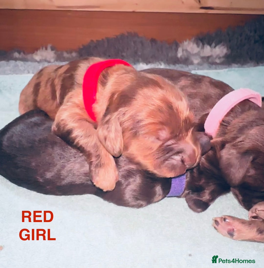 Cockapoo dogs for sale: Merle/ Red and Chocolate brown cockapoo puppies - Advert 6