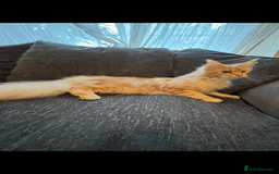 Maine Coon cats for sale: Beautiful female Maine Coone - Image 7