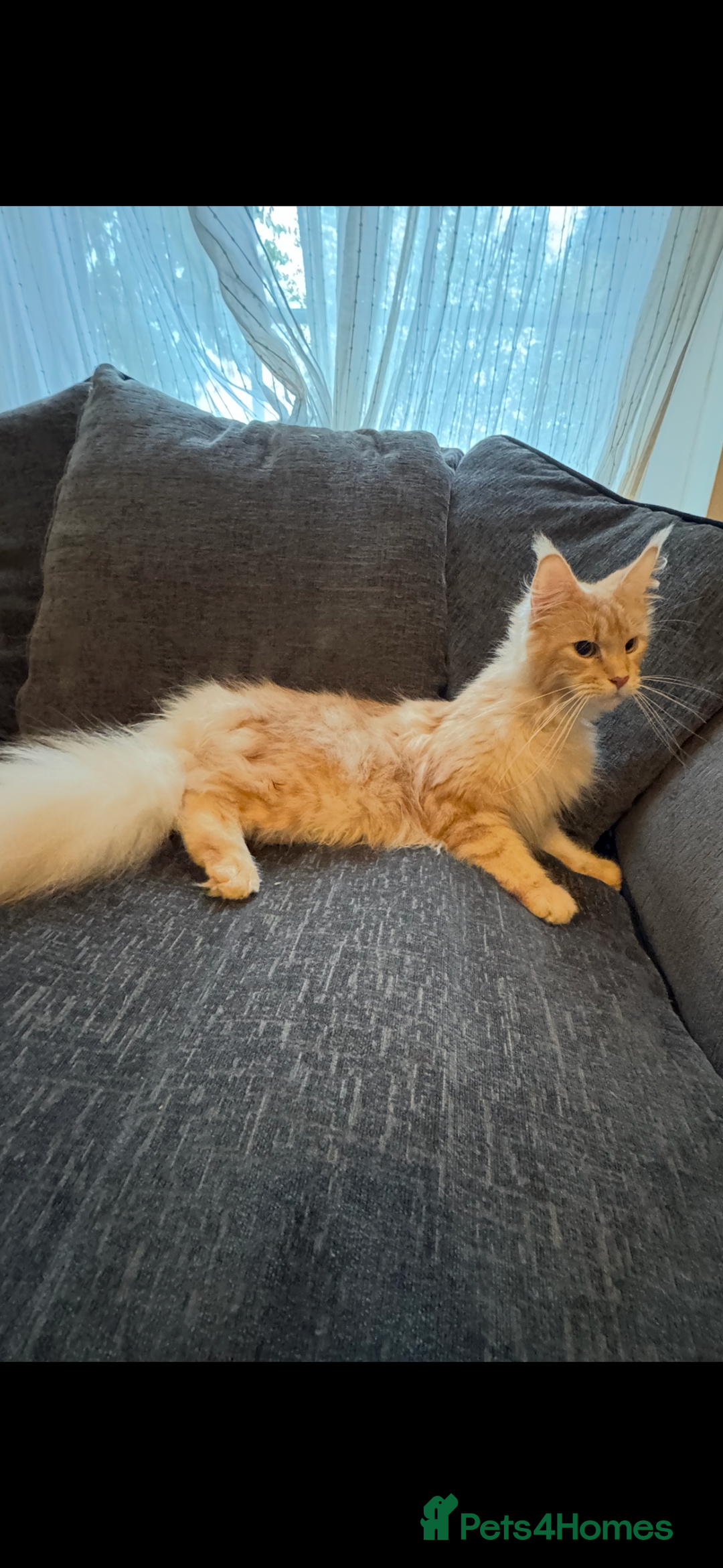 Maine Coon cats for sale: Beautiful female Maine Coone - Image 7