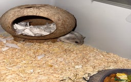 Hamster rodents for sale: Hamster - mini dwarf for sale - Image 3