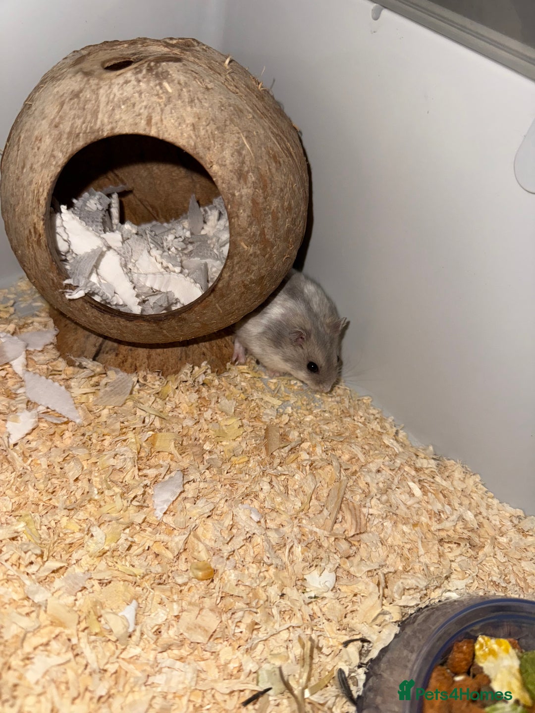 Hamster rodents for sale: Hamster - mini dwarf for sale - Image 3