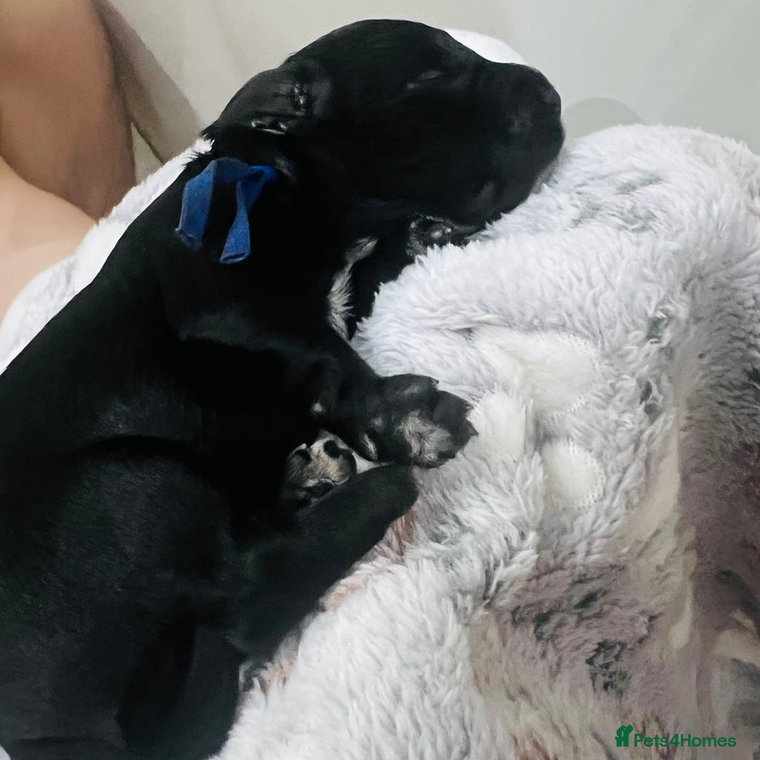 Cockapoo dogs for sale: Beautiful Cockapoo Puppies – 6 Boys & 2 Girls - Advert 21