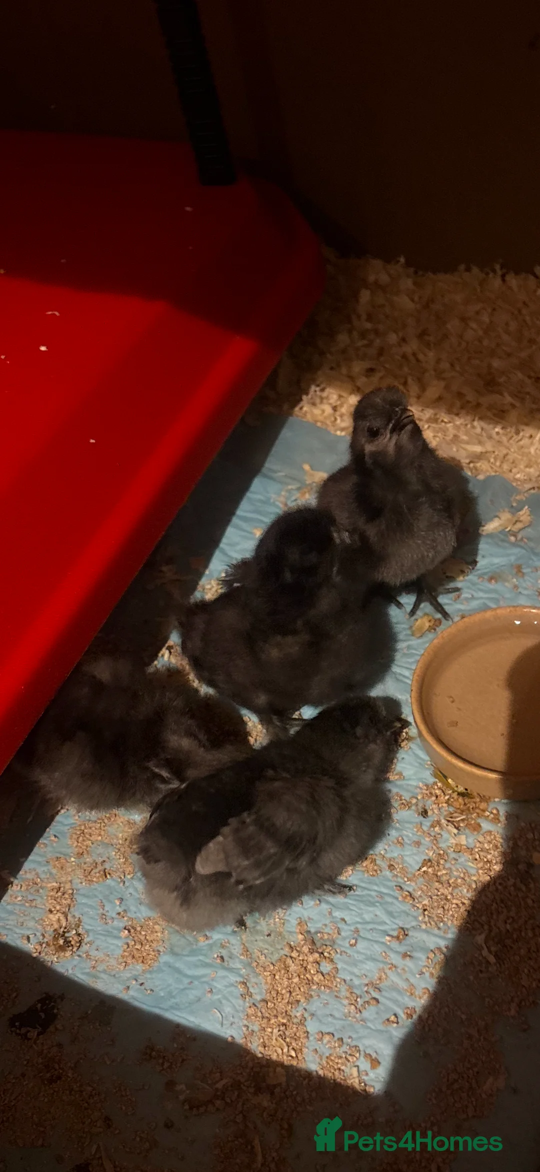 Chickens poultry for sale: 9 Silkie mixed polish chicks (polkies) £11 each  - Advert 1
