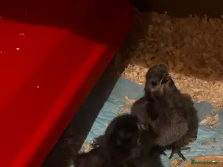 Chickens poultry 9 Silkie mixed polish chicks (polkies) £11 each - Advert 15