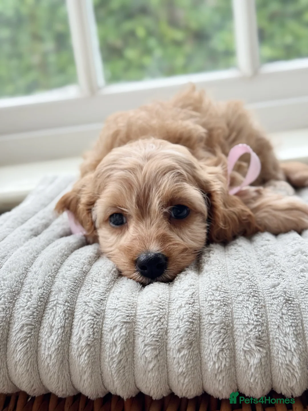 Cavapoo dogs for sale: Stunning F2 cavapoo health tested - Advert 10