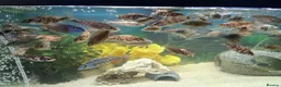 Cichlids fish for sale: Tropical fish - Advert 2