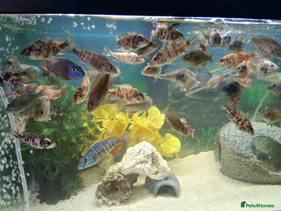 Cichlids fish for sale: Tropical fish - Advert 2