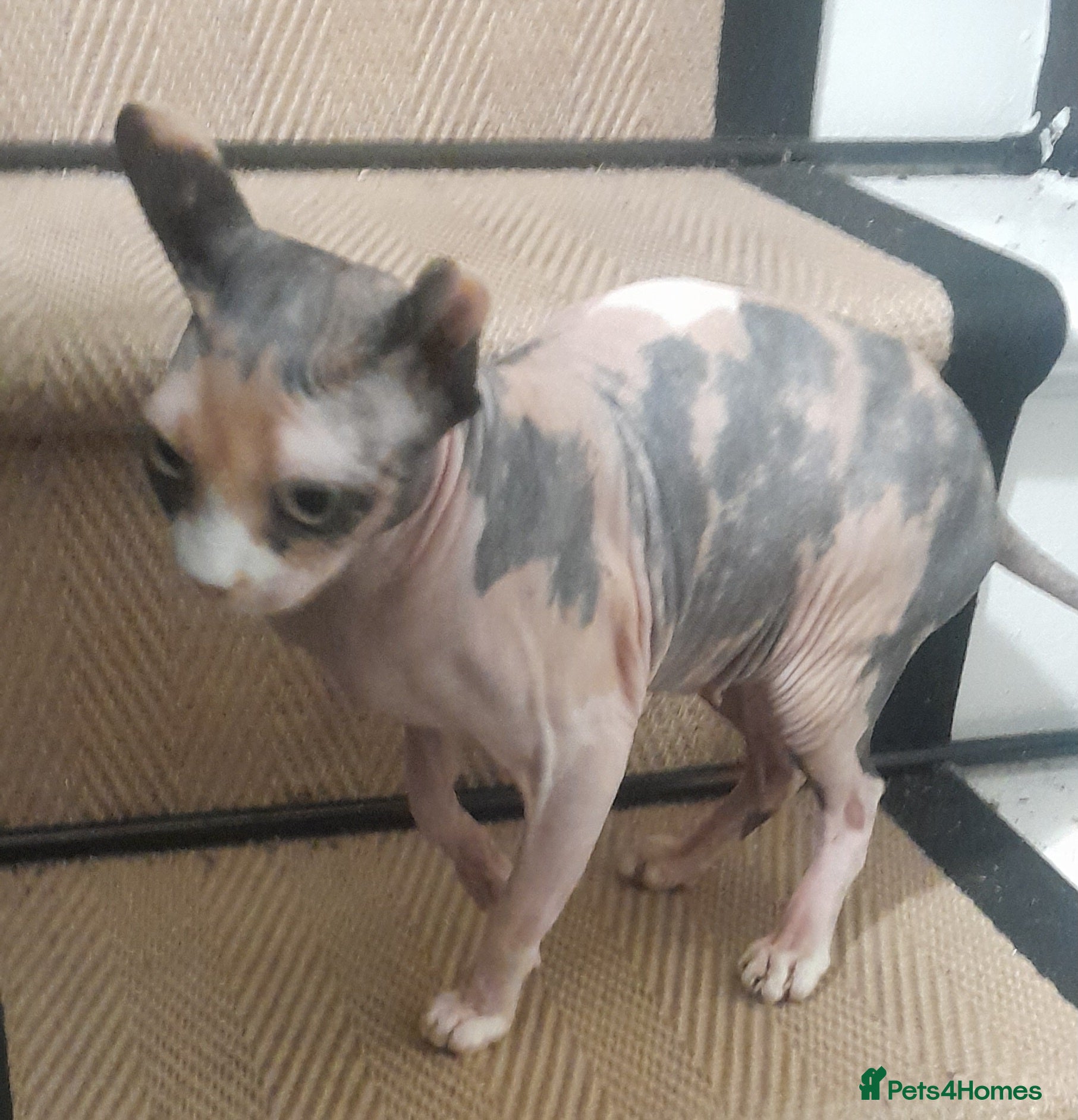 Sphynx cats 5 year old calico sphynx girl - Advert 14