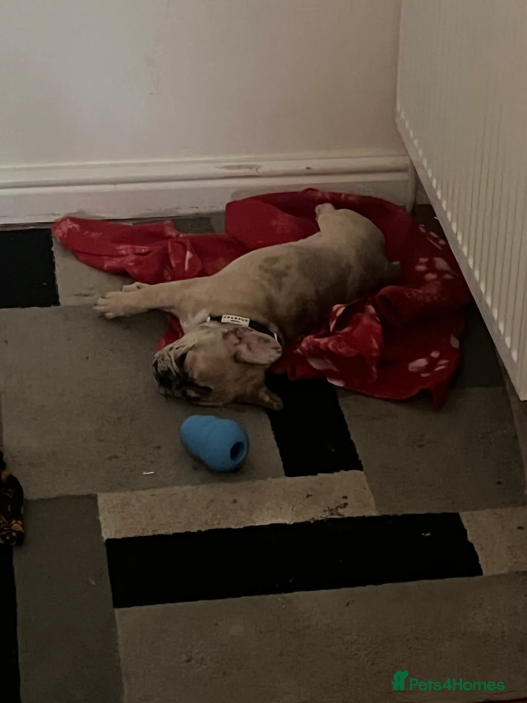 French Bulldog dogs for sale: French bulldog  - Advert 5