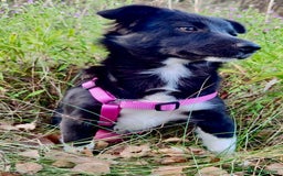 Border Collie dogs for adoption: Venera: The Dog Who Crawled Back to Life - Image 2