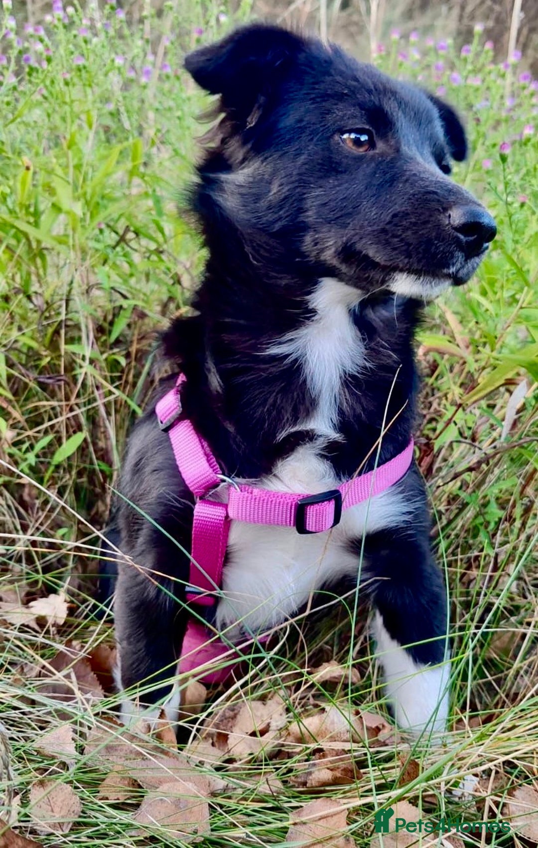Border Collie dogs for adoption: Venera: The Dog Who Crawled Back to Life - Image 2