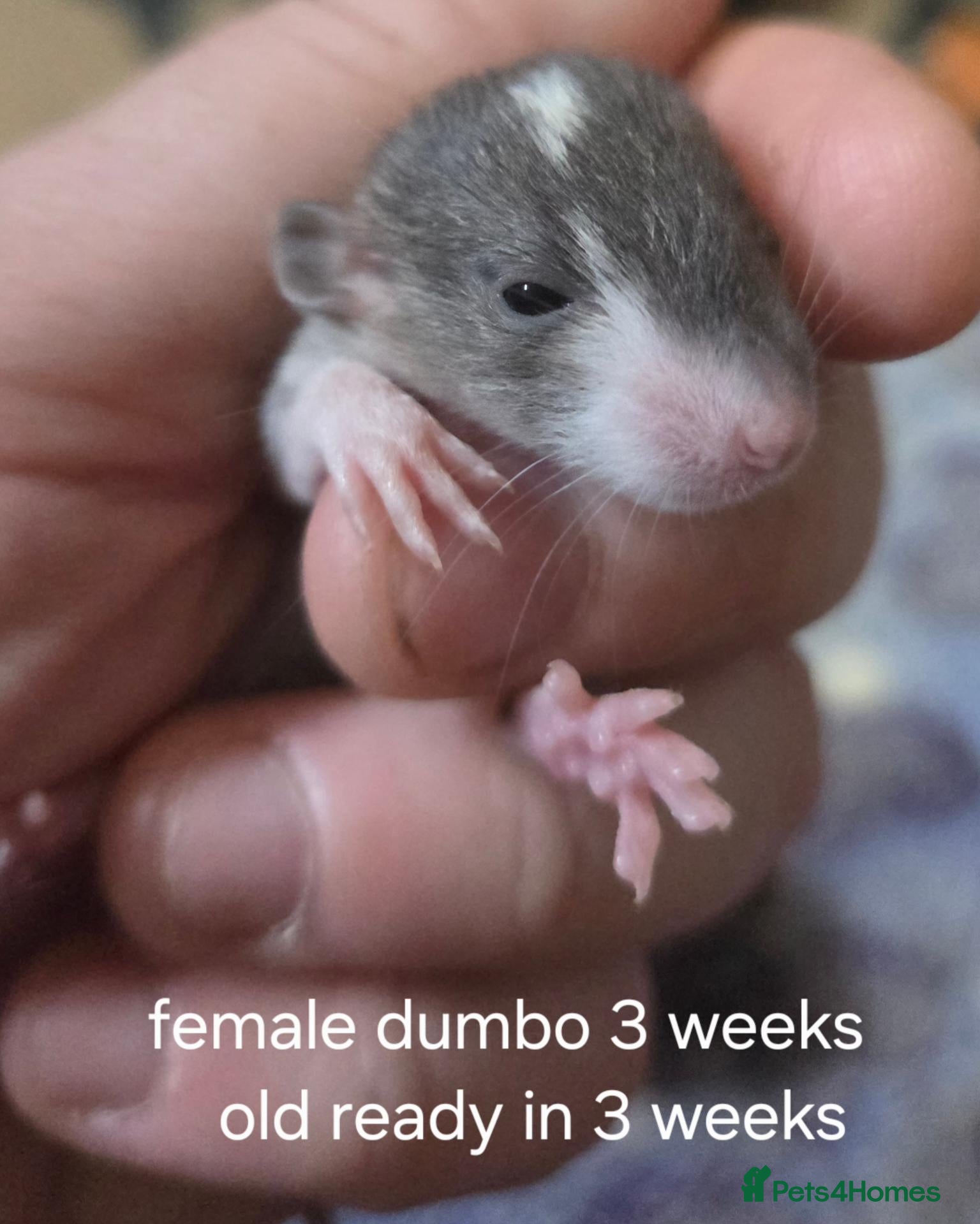 Rat rodents Dumbos and fancy rats sometimes balds.  - Advert 1