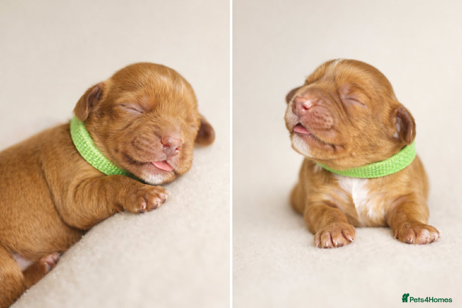 Cocker Spaniel dogs Working Cocker Spaniel puppies🩷  - Advert 18