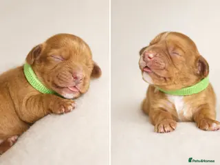 Cocker Spaniel dogs Working Cocker Spaniel puppies🩷 - Advert 18