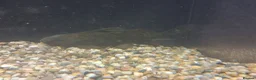 Catfish fish for sale: Catfish  in Woodbridge - Advert 2