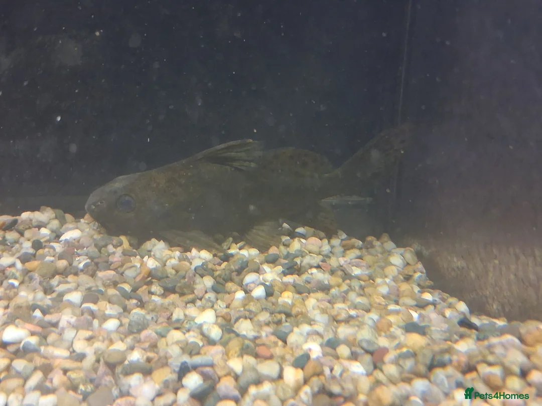 Catfish fish for sale: Catfish  in Woodbridge - Advert 2