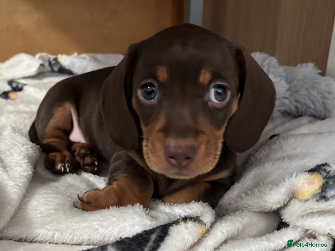 Miniature Dachshund dogs for sale: KC Registered Miniature Dachshund Puppies For Sale - Image 9