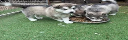 Alaskan Malamute dogs for sale: Pure bred Alaskan malamute puppies for sale £1200 - Advert 6