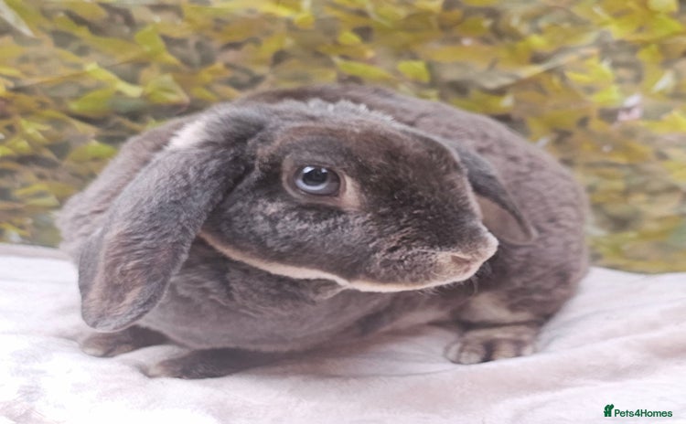 Mini Lop rabbits in Rushden - Advert 2