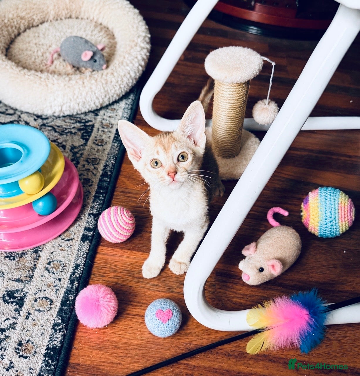 Abyssinian cats 🏆✨ Beautiful Silver Cinnamon  Abyssinian  ✨🏆❤️ - Advert 5