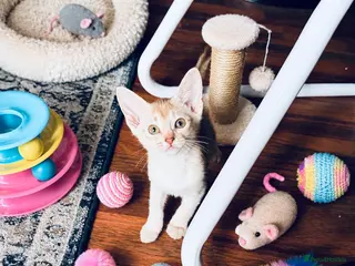 Abyssinian cats 🏆✨ Beautiful Silver Cinnamon Abyssinian ✨🏆❤️ - Advert 5