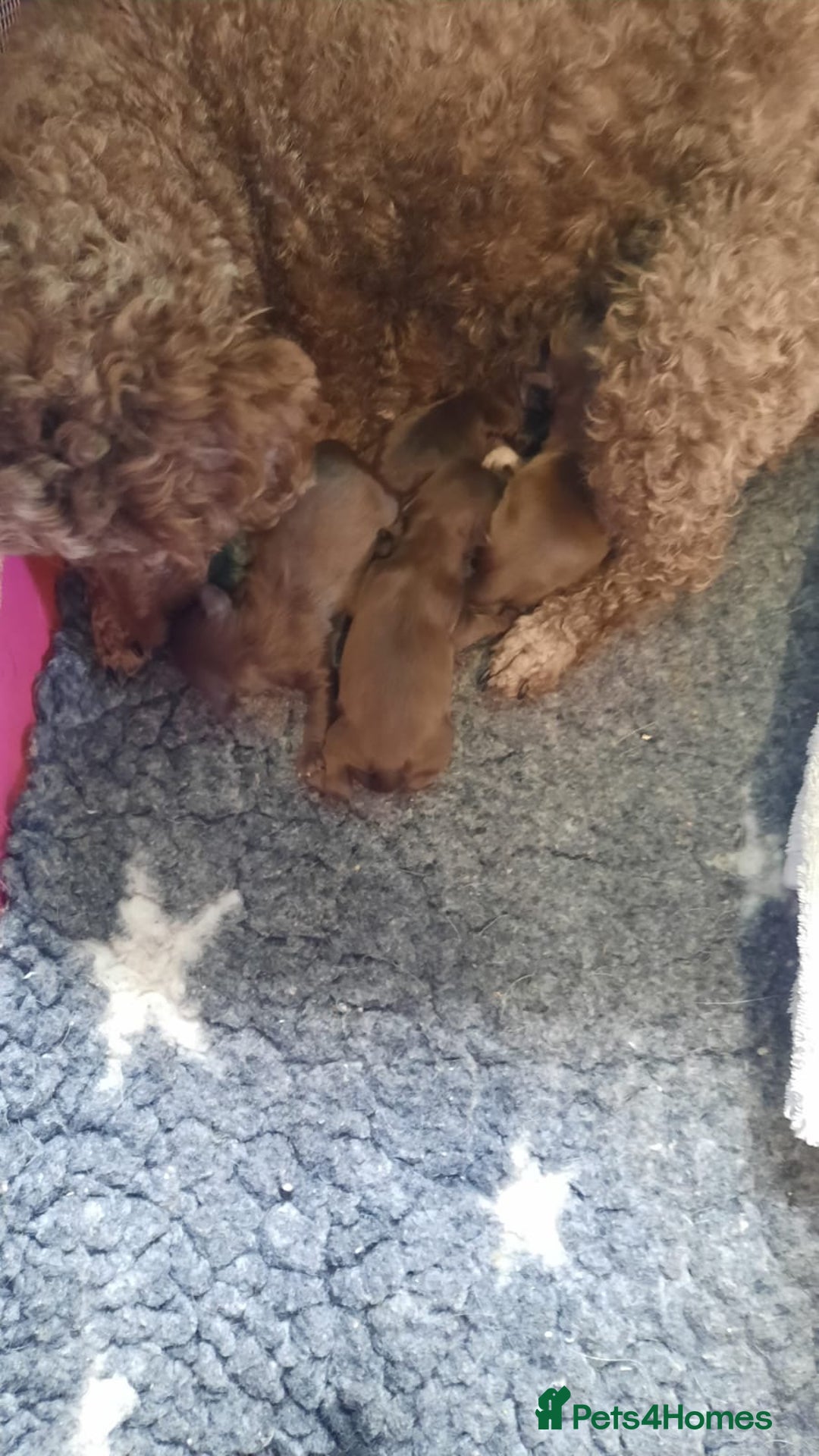 Shihpoo dogs for sale: Chocolate Toy Shipoo pups - Image 10