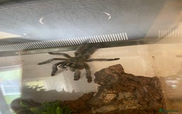 Mixed Breed reptiles for sale: Reptile, invert and amphibian rescue service.  - Image 17